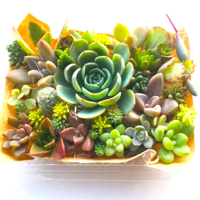 プロフ必読お願いします🤩様　専用商品　多肉植物　七福神メイン　セット ハンドメイドのフラワー/ガーデン(その他)の商品写真