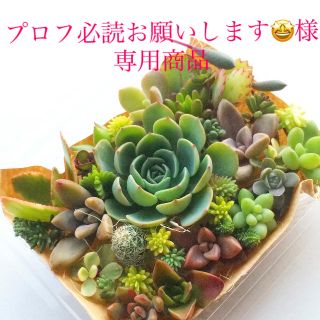 プロフ必読お願いします🤩様　専用商品　多肉植物　七福神メイン　セット(その他)