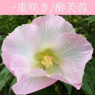 ◆繊細で美しい大輪一重咲き◆ 酔芙蓉/スイフヨウ 【オーガニック種子　30粒】(その他)