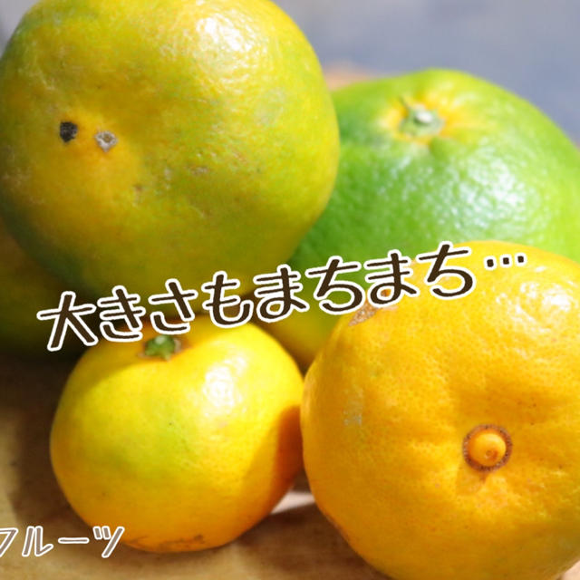 【訳あり】みかん 9kg ＊福岡立花産＊ 産地直送・農家直送 食品/飲料/酒の食品(フルーツ)の商品写真