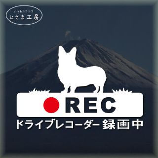  ウエルシュコーギーの白色ステッカー煽り運転防止‼︎ドライブレコーダー録画中。(セキュリティ)