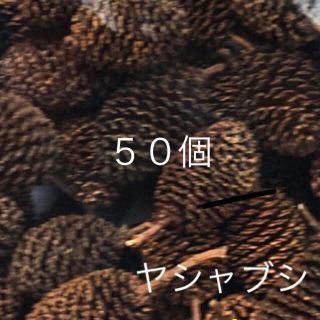 ヤシャブシ、実　　50粒(ドライフラワー)