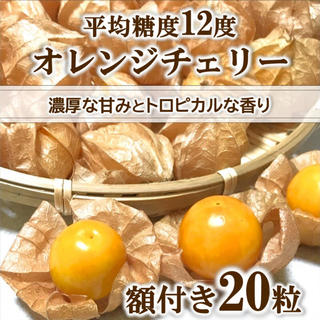 【期間限定】オレンジチェリー(フルーツほおずき)  20粒 無農薬 青森県産(野菜)