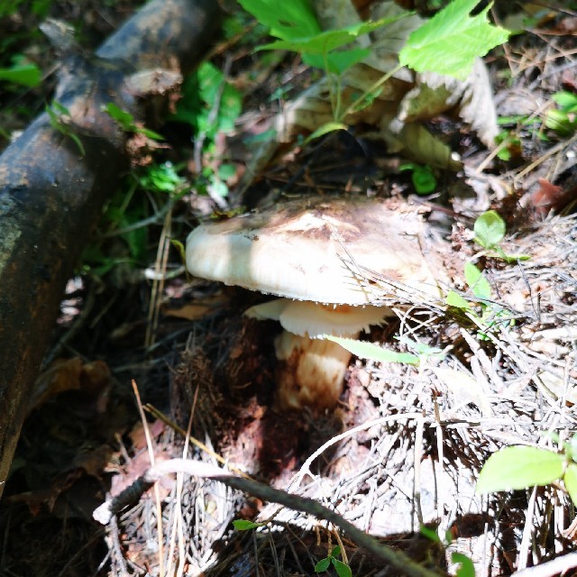 松茸　岩手県産　特大