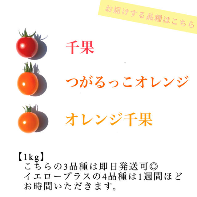 ミニトマト 1kg  [農学博士のDr.トマト] 採れたて☘️産地直送いたします 食品/飲料/酒の食品(野菜)の商品写真