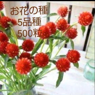 お花の種    ５品種  500粒セット(その他)