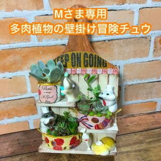 多肉植物の寄せ植え　壁掛けタイプ(冒険チュウ)(その他)