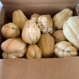 熊本県八代産　農薬不使用　ハヤトウリ　2kg弱(野菜)