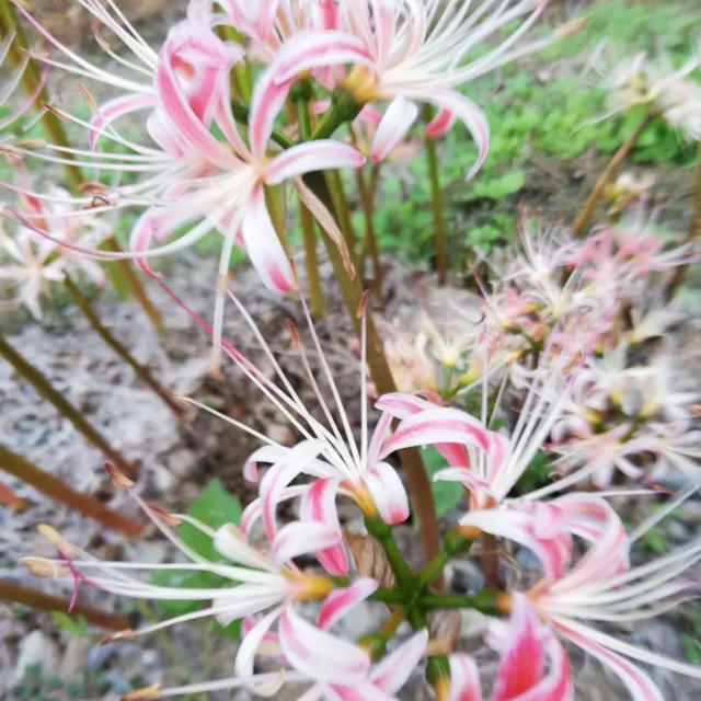ピンクの彼岸花 ハンドメイドのフラワー/ガーデン(その他)の商品写真