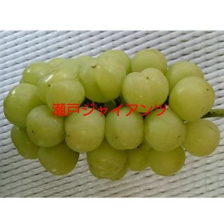N様専用ページ 訳クインニーナ3kg ・訳シャイン3kg クール便