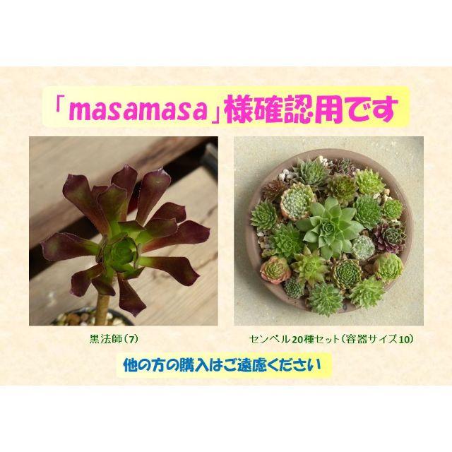 多肉植物 【0448】  まとめ買い「黒法師」＆「センペル20種セット」 ハンドメイドのフラワー/ガーデン(その他)の商品写真