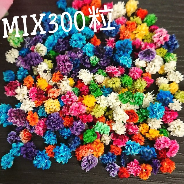 【無選別】かすみ草ドライフラワー300粒MIX ハンドメイドのフラワー/ガーデン(ドライフラワー)の商品写真