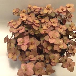 多肉植物　桜色カリシア　カット苗50本(その他)