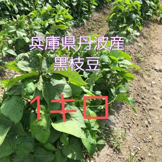 丹波産　黒枝豆　1キロ　期間限定(野菜)