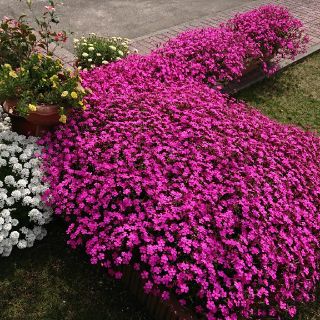 ★そろそろ種終了です！まき時！お花の種！シレネ！ピンクパンサー(プランター)