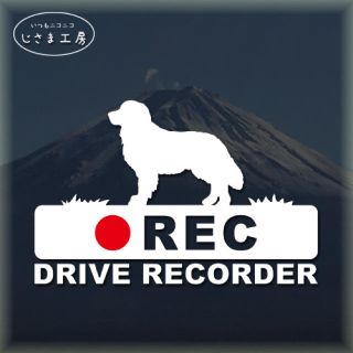  ゴールデンレトリバーの白ステッカー後方注意‼『︎DRIVE RECORDER』(ステッカー)