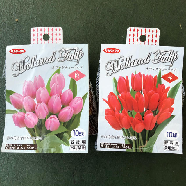オランダ チューリップ 球根 サカタのたね 20球セット ハンドメイドのフラワー/ガーデン(その他)の商品写真