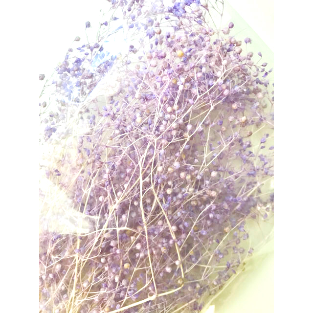 8.かすみ草 パープル　プリザーブドフラワー 花材 ハンドメイドのフラワー/ガーデン(プリザーブドフラワー)の商品写真