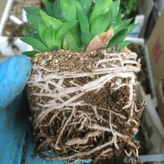 【激安】多肉植物の土 0.5L  鉢底土付き　ブレンド　ハオルチア　観葉植物(その他)
