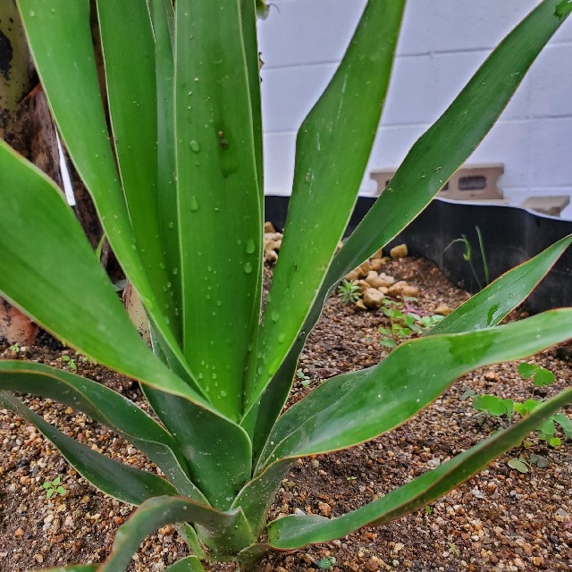 ♦︎レア♦︎Dracaena draco ドラセナ・ドラコ 竜血樹  ハンドメイドのフラワー/ガーデン(その他)の商品写真