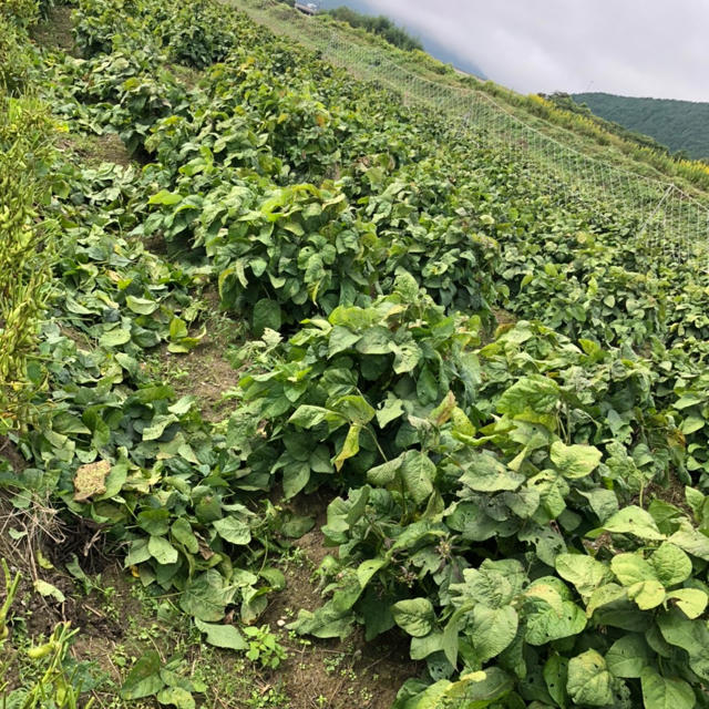 丹波産　黒枝豆　3キロ　期間限定 食品/飲料/酒の食品(野菜)の商品写真