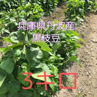 丹波産　黒枝豆　3キロ　期間限定(野菜)