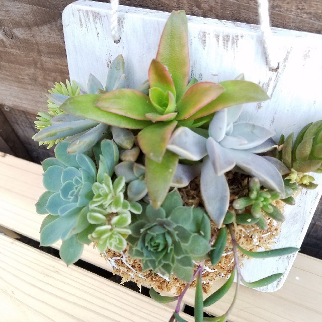 壁掛け籠付き 多肉植物 寄せ植えの通販 by なす's shop｜ラクマ