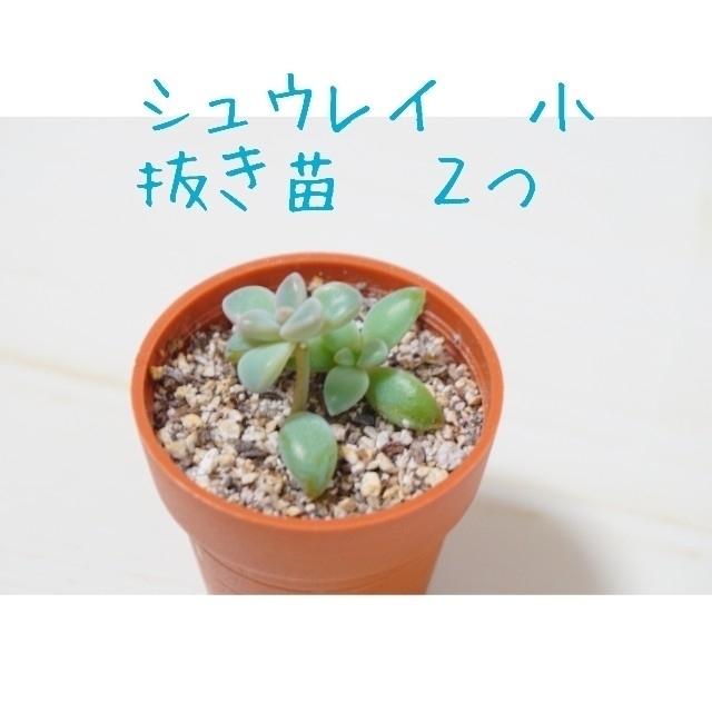 ハンドメイドシュウレイ 小苗 ２つ 抜き苗 多肉植物