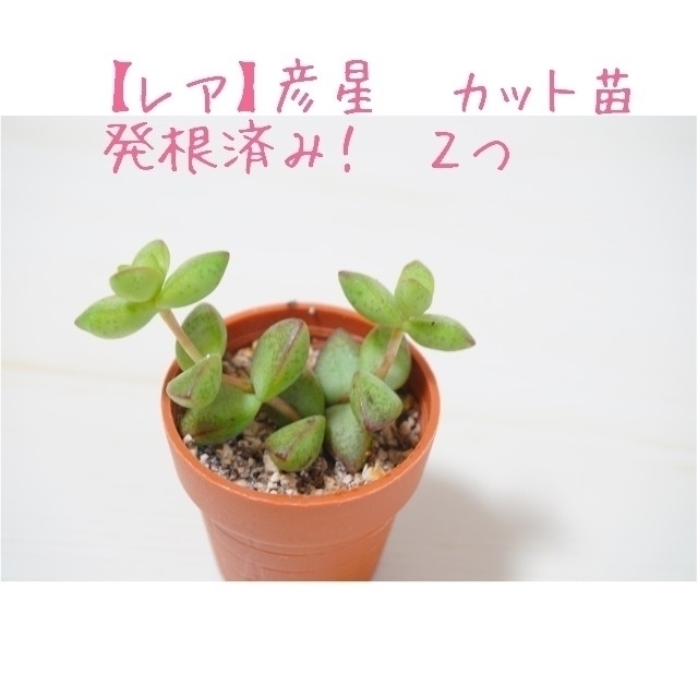 超歓迎得価 彦星 カット苗 発根済み ２つ 多肉植物の通販 by ちゃちゃ ...