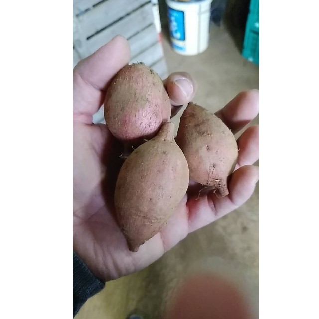 種子島産安納芋(安納紅)プチ芋４キロとても小さなお芋です。 食品/飲料/酒の食品(野菜)の商品写真