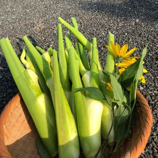 マコモダケ1kg(野菜)