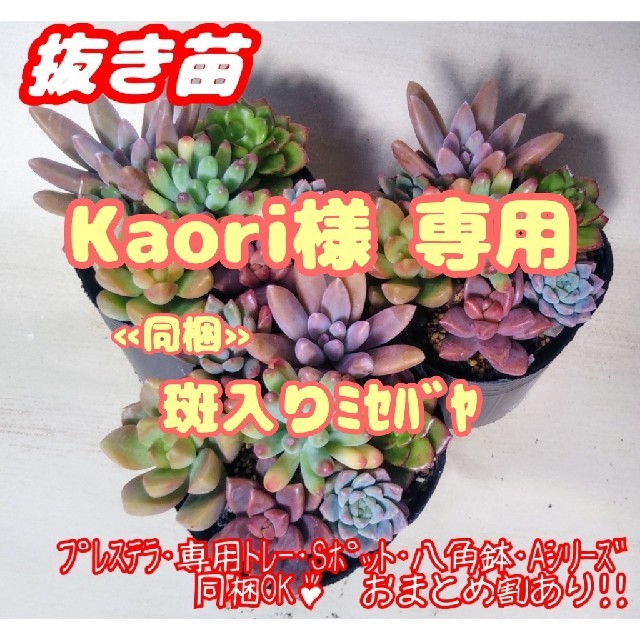 Kaori様専用】【抜き苗】多肉植物 カラフル寄せ植え♪ 他セダム