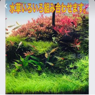 アクアデザインアマノ(Aqua Design Amano)の【送料無料】無農薬　水草いろいろ組み合わせます。1本50円より(アクアリウム)