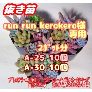 【抜き苗】多肉植物 カラフル寄せ植え♪ ×2 セダム 紅葉 プレステラ(その他)