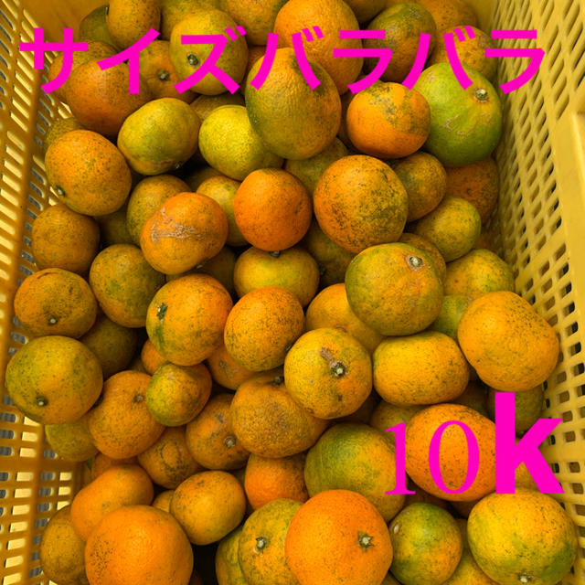 訳ありみかん10k不揃い 食品/飲料/酒の食品(フルーツ)の商品写真