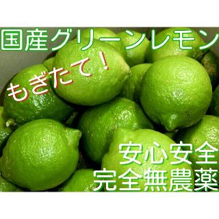 完全無農薬栽培　ノーワックス　国産レモン　グリーンレモン　無農薬レモン　レモン(フルーツ)