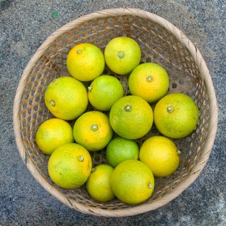 熊本県　八代産　農薬不使用　ゆず　2kg弱(野菜)