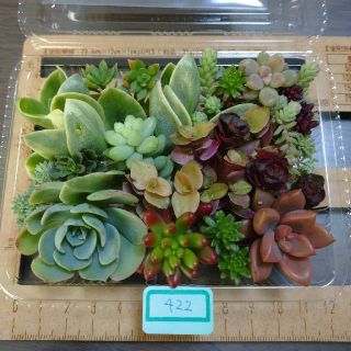 多肉植物　カット苗　422(その他)