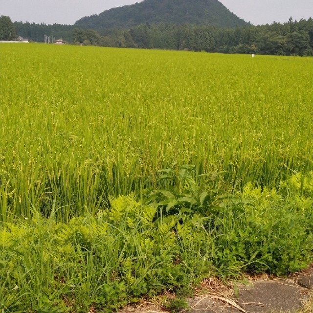 令和2年新米栃木県コシヒカリ特一等米玄米30キロ無農薬にて作ったお米