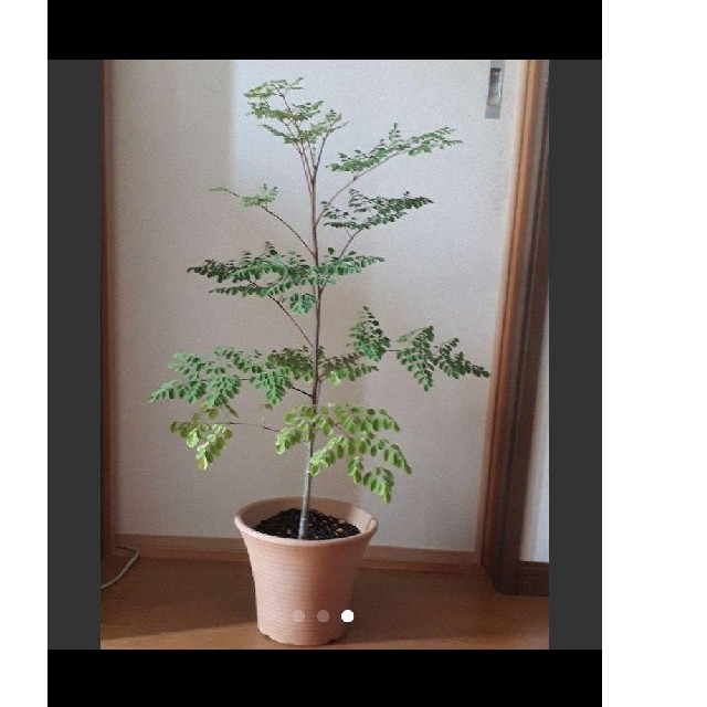 モリンガ 奇跡の木 ミラクルツリーの通販 By らふ S Shop ラクマ モリンガ 奇跡の木 ミラクルツリーの通販 By らふ S Shop ラクマ