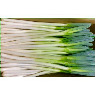 農家直送　白長ネギ　10キロ　¥2000 送料無料(野菜)