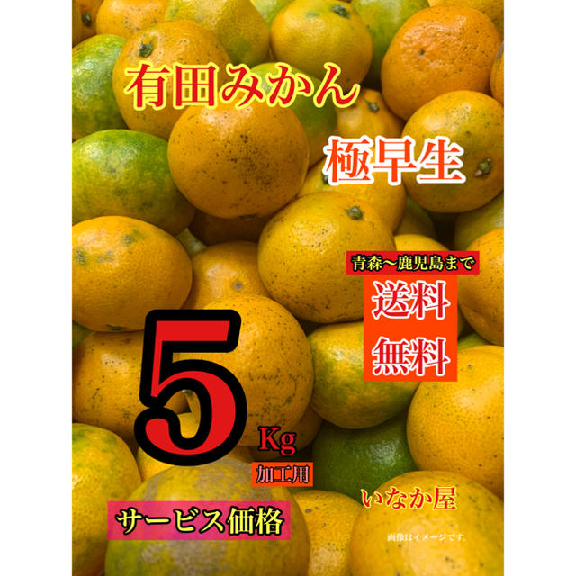 有田みかん　加工用　セール  特価価格　早い者勝ち　5Kg 残り2点 食品/飲料/酒の食品(フルーツ)の商品写真