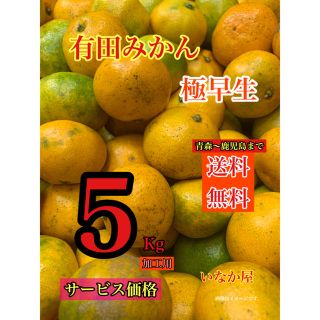 有田みかん　加工用　セール  特価価格　早い者勝ち　5Kg 残り2点(フルーツ)