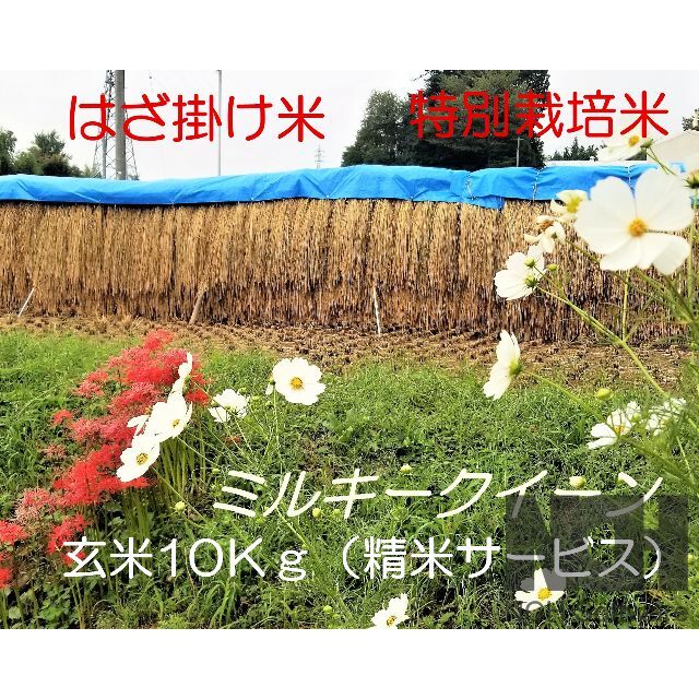 特別栽培米　新米長野県産　玄米10Ｋｇ（精米サービス）　はざ掛けミルキークイーン　米/穀物
