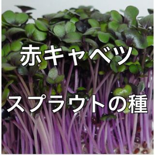 【有機種子オーガニック】赤キャベツスプラウトの種 10ml 家庭菜園 タネ(野菜)