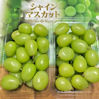 ◆岡山産 晴王◆シャインマスカット◆朝摘◆送料無料(野菜)