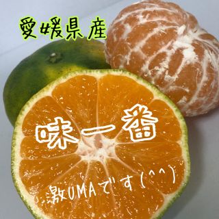 愛媛県産極早生みかん家庭用約5kg(フルーツ)