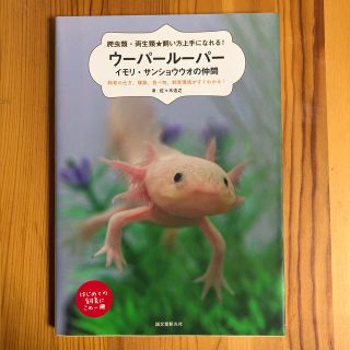 ウーパールーパー・イモリ・サンショウウオの仲間 爬虫類・両生類★飼い方上手になれ(住まい/暮らし/子育て)