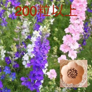 涼しげで癒し♡『ちどり草』花の種150→200粒(その他)