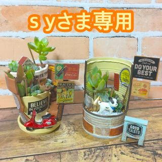 多肉植物の寄せ植え　丘の上のカフェバー9号店　リメ缶(ワンコのケーキ屋さん)(その他)